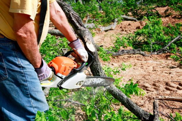 Best Tree Root Removal  in Cera, AL